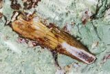 Phytosaur (Redondasaurus) Teeth In Sandstone - New Mexico #107066-3